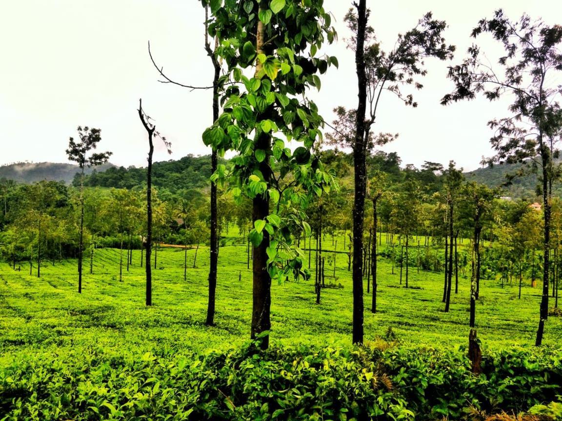 Wooden Cottages Glen Wayanad Meppadi Exterior photo