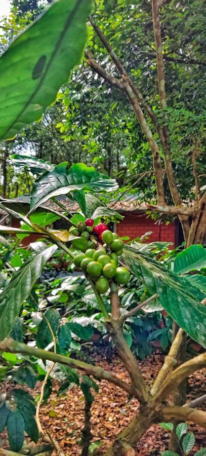 Wooden Cottages Glen Wayanad Meppadi Exterior photo